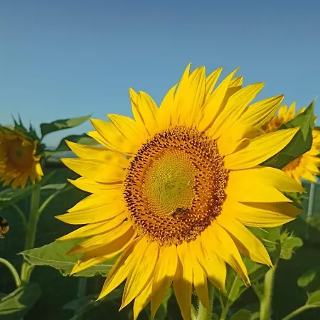 Cà Betty Calderara di Reno