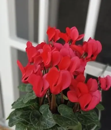 Cà Betty Alojamento de Acomodação e Pequeno-almoço 3*