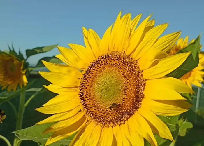 Ca Betty 칼더라라디레노